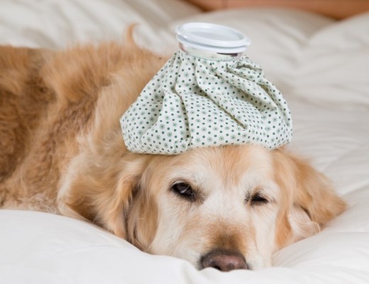 Golden Retriever dog cold