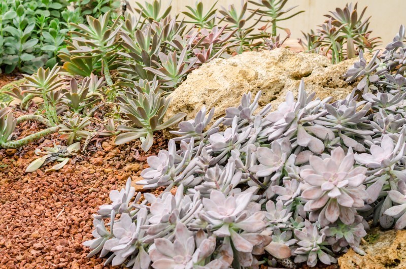 Water wise low growing plants