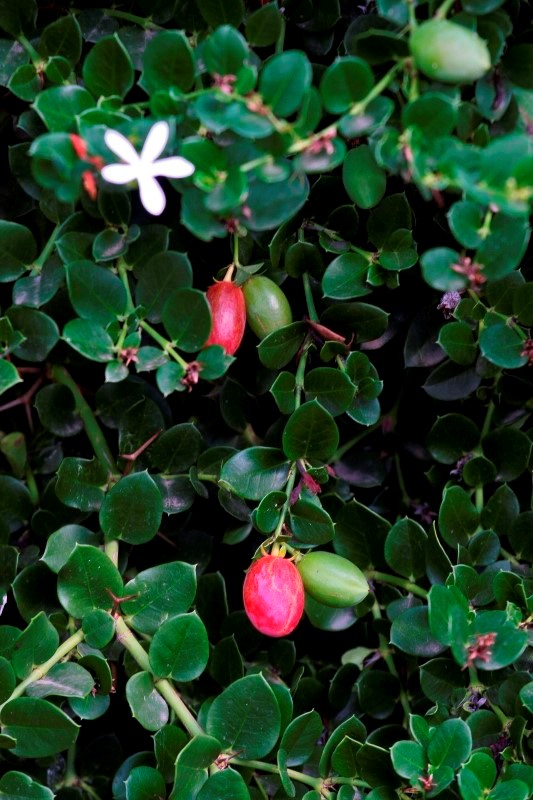 carissa macrocarpa