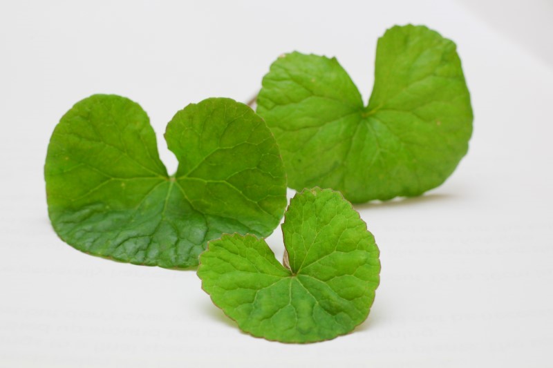 pennywort