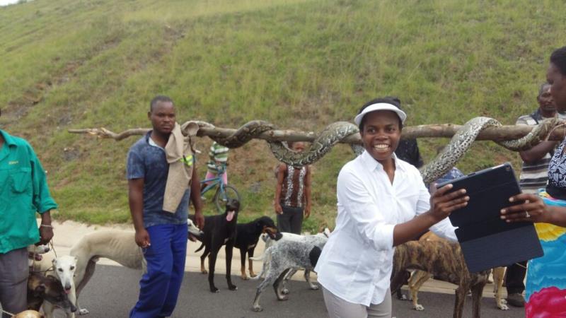 The size of the python caused a stir with motorists on the N2.