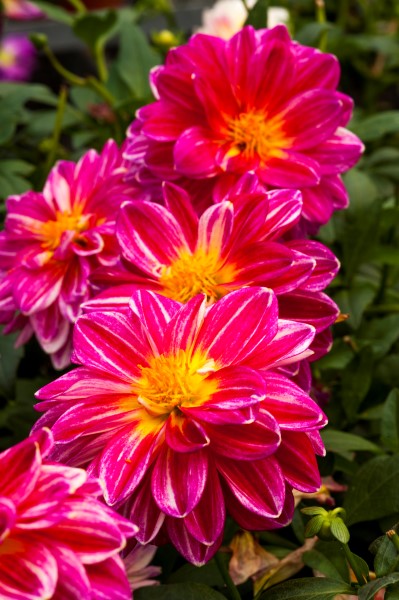 DAHLIA (Custom)