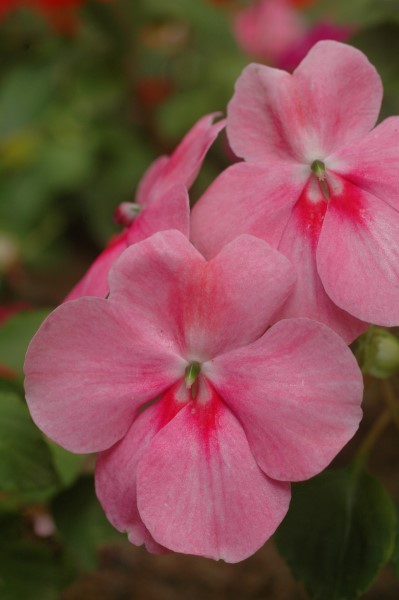 Impatiens