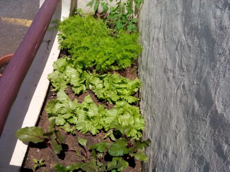SUN veg garden