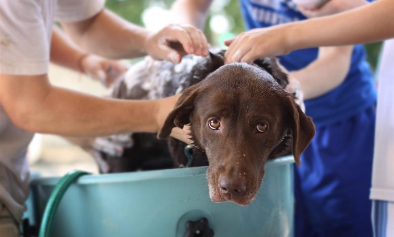 ElanaWagner-15-10-2021-Pets-Bath.1 (Medium)