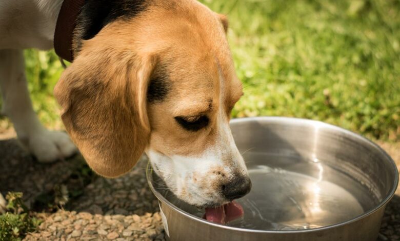 ElanaWagner-11-02-2022-Pets-SummerHealthHazards.2 (Medium)
