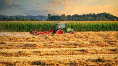 cornfield-g4a4ea7d7a_640