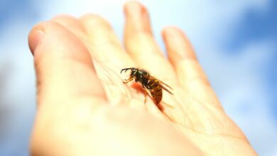 How to treat bee stings in children