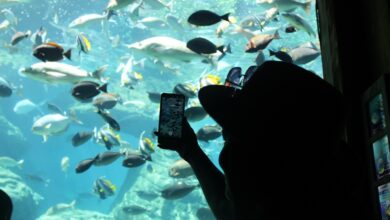 uShaka aquariaum