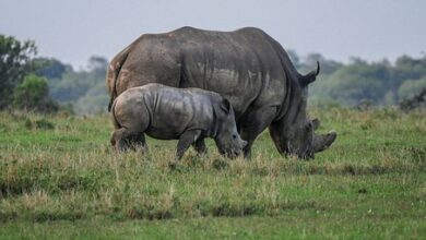 rhino-2675891__340