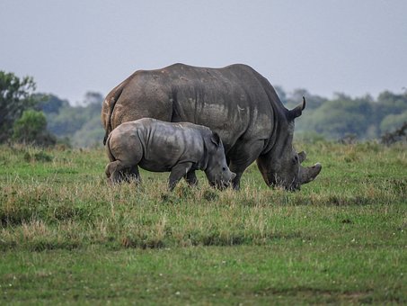 rhino-2675891__340
