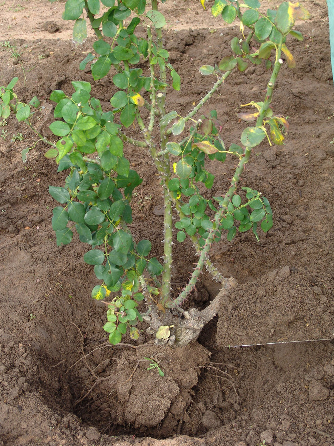 Alice Coetzee -10 -06-2022 - gardening- roses- photo 6