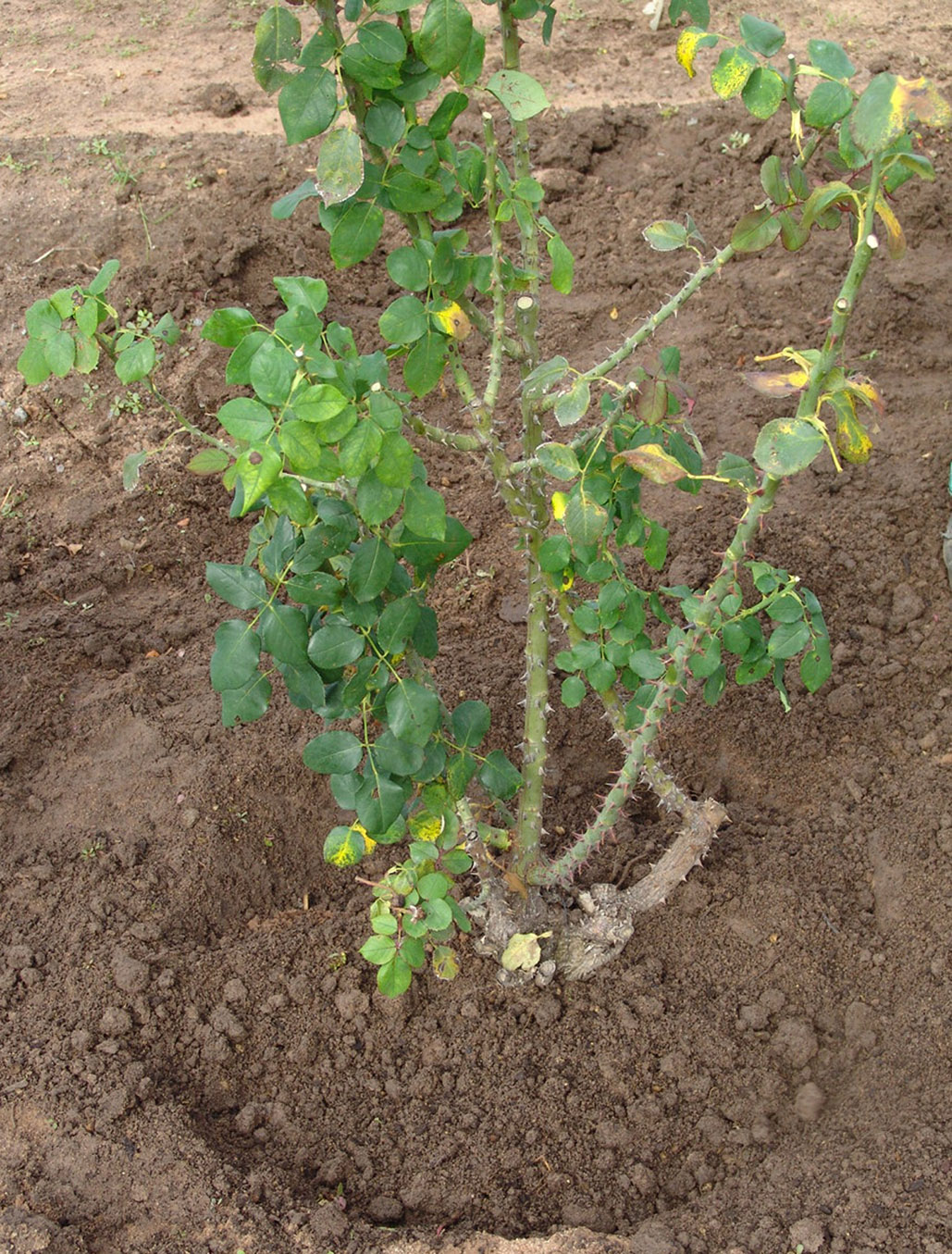 Alice Coetzee -10 -06-2022 - gardening- roses- photo 7