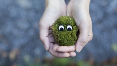 moss-594461_960_720