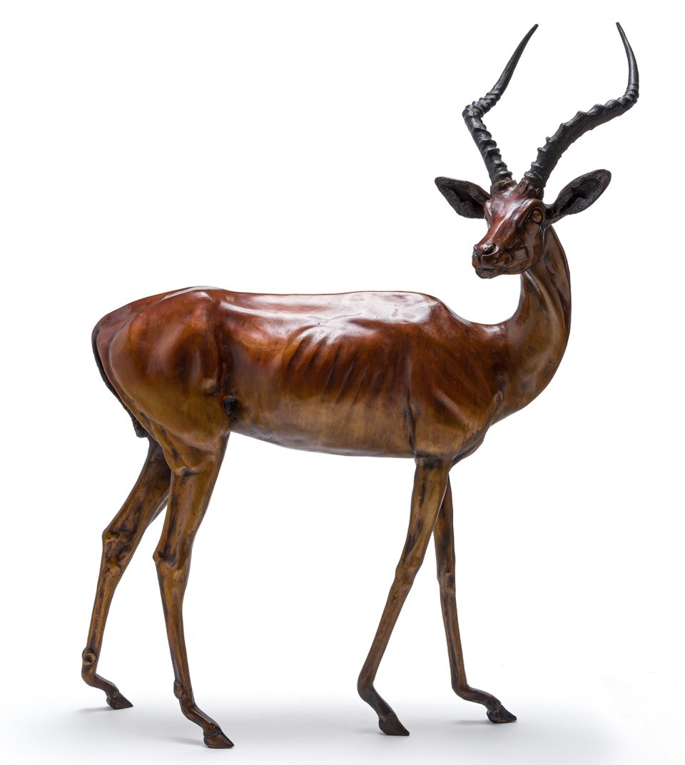 springbok