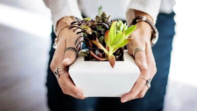 succulents-2347550_960_720