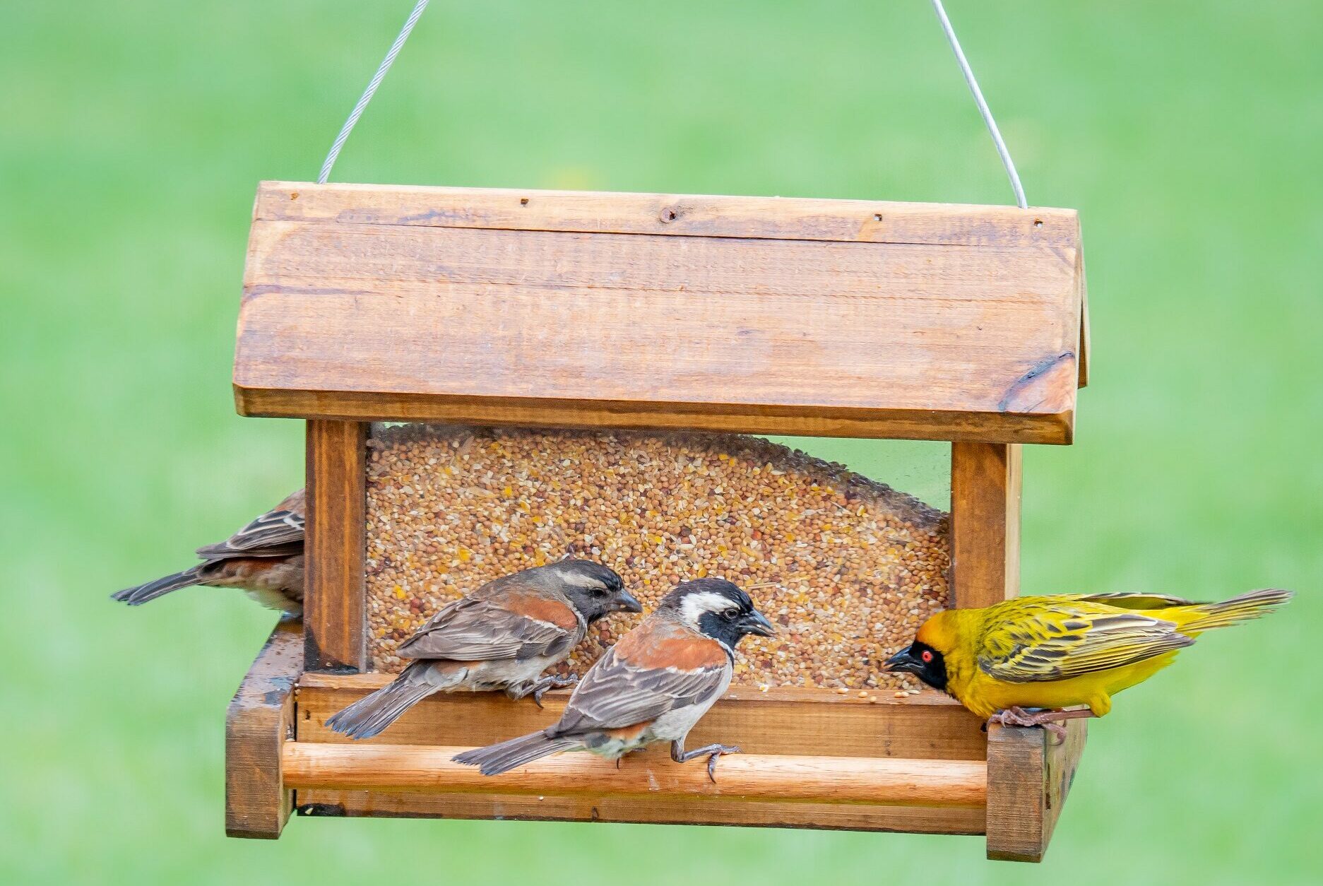 Alice Coetzee - 15-07-2022-gardening - birds- photo 1