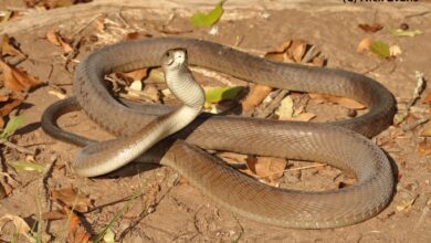 Snake