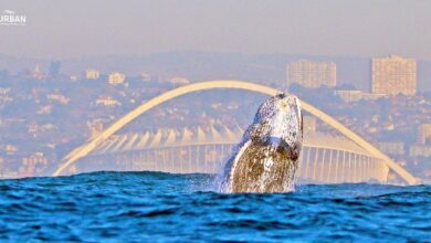 Whale