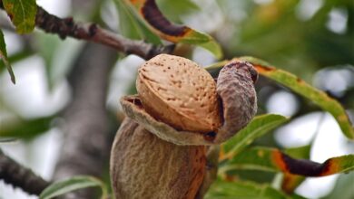 fruits-183412_960_720