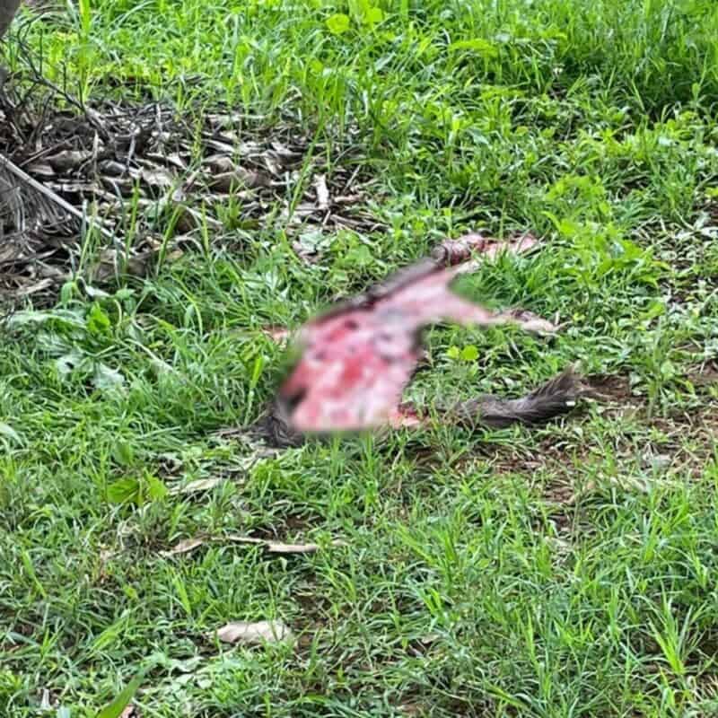 carcass of a slaughtered bushbuck