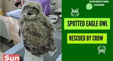 A young spotted eagle owl