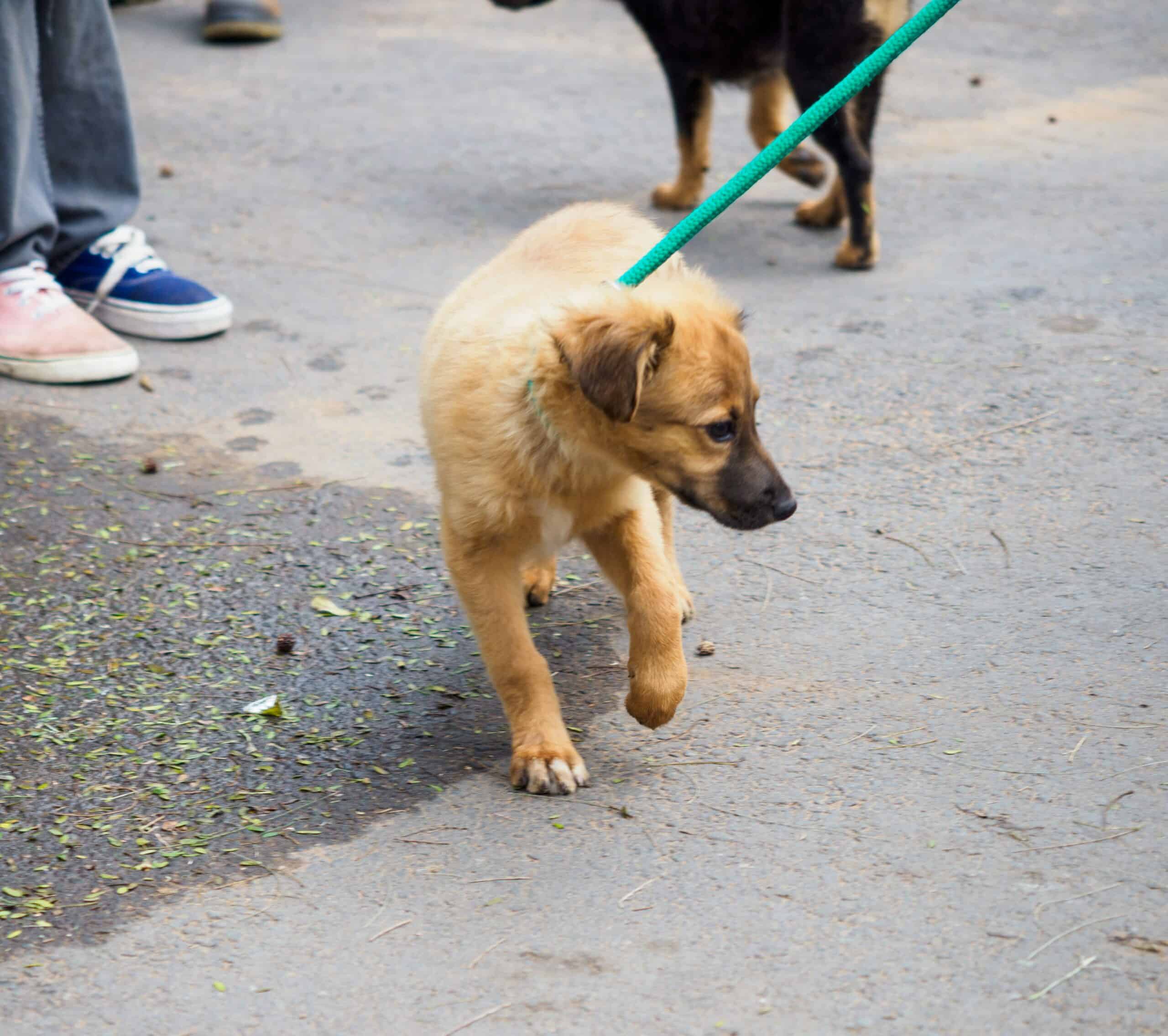 A dog being walked on a leash.