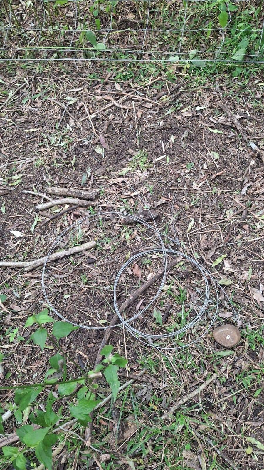 Snares in the wild.