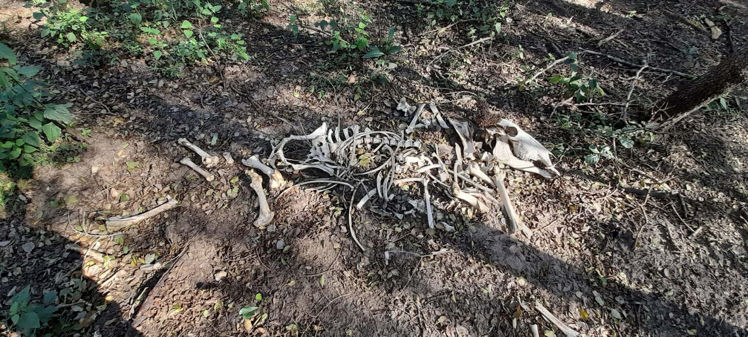 Remains of an animal.