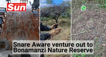 Photos of snares in the wild.