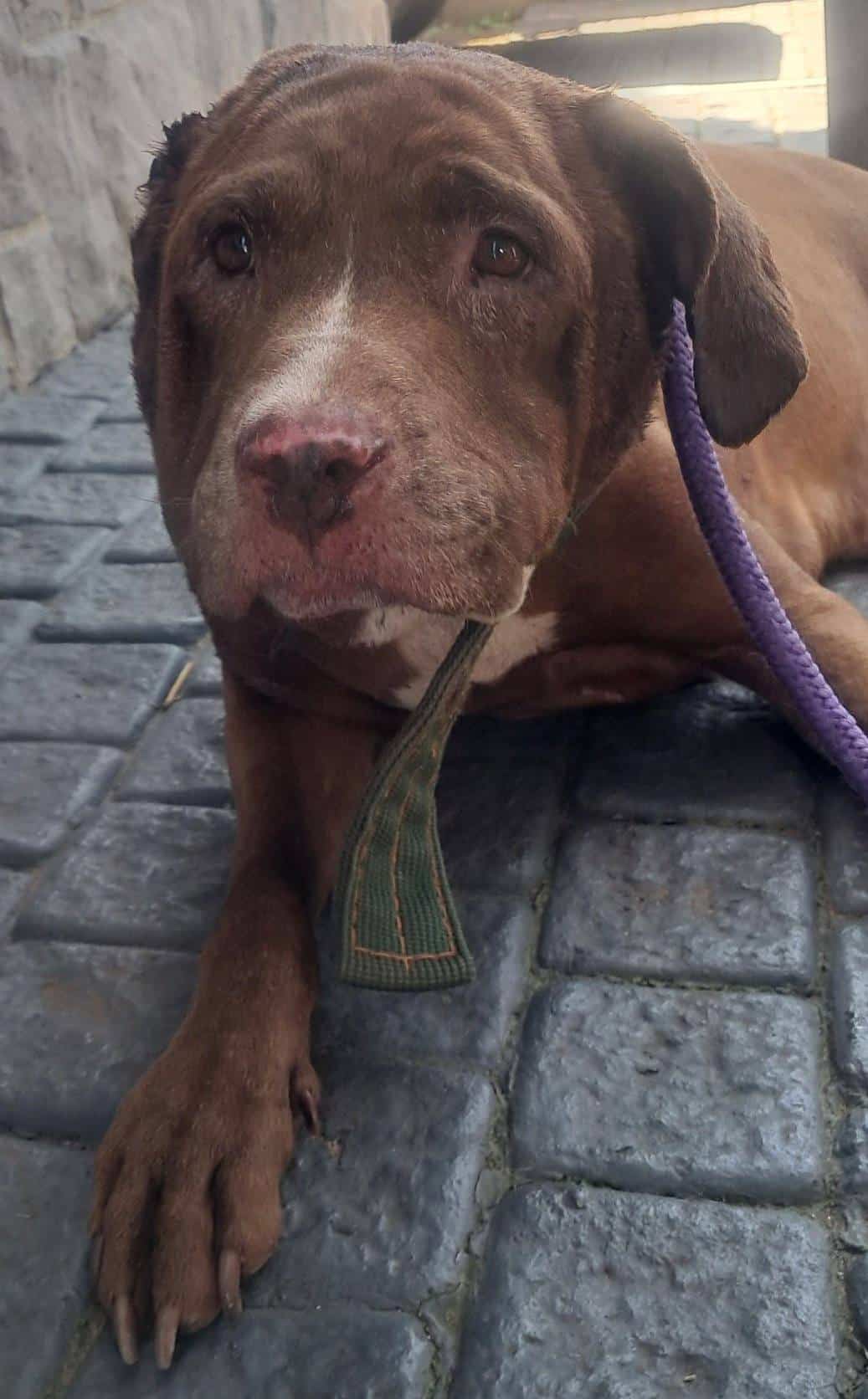 A pitbull with injuries to its ears and head. 