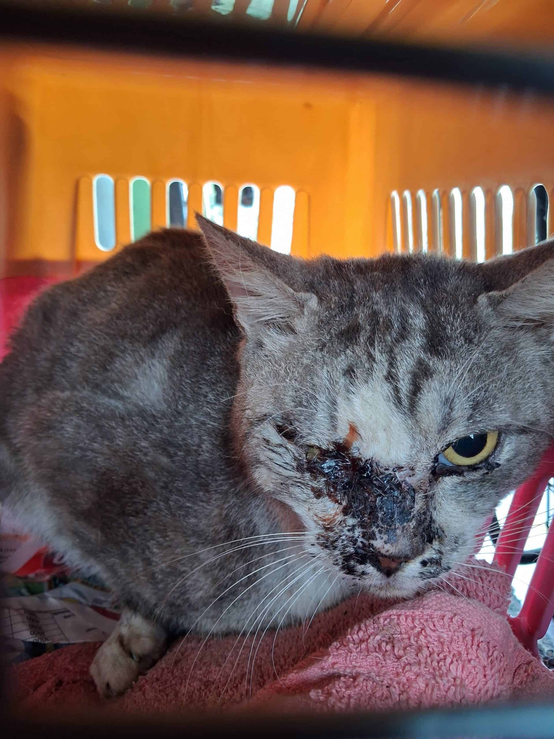 A cat with a severe infection around its right eye.