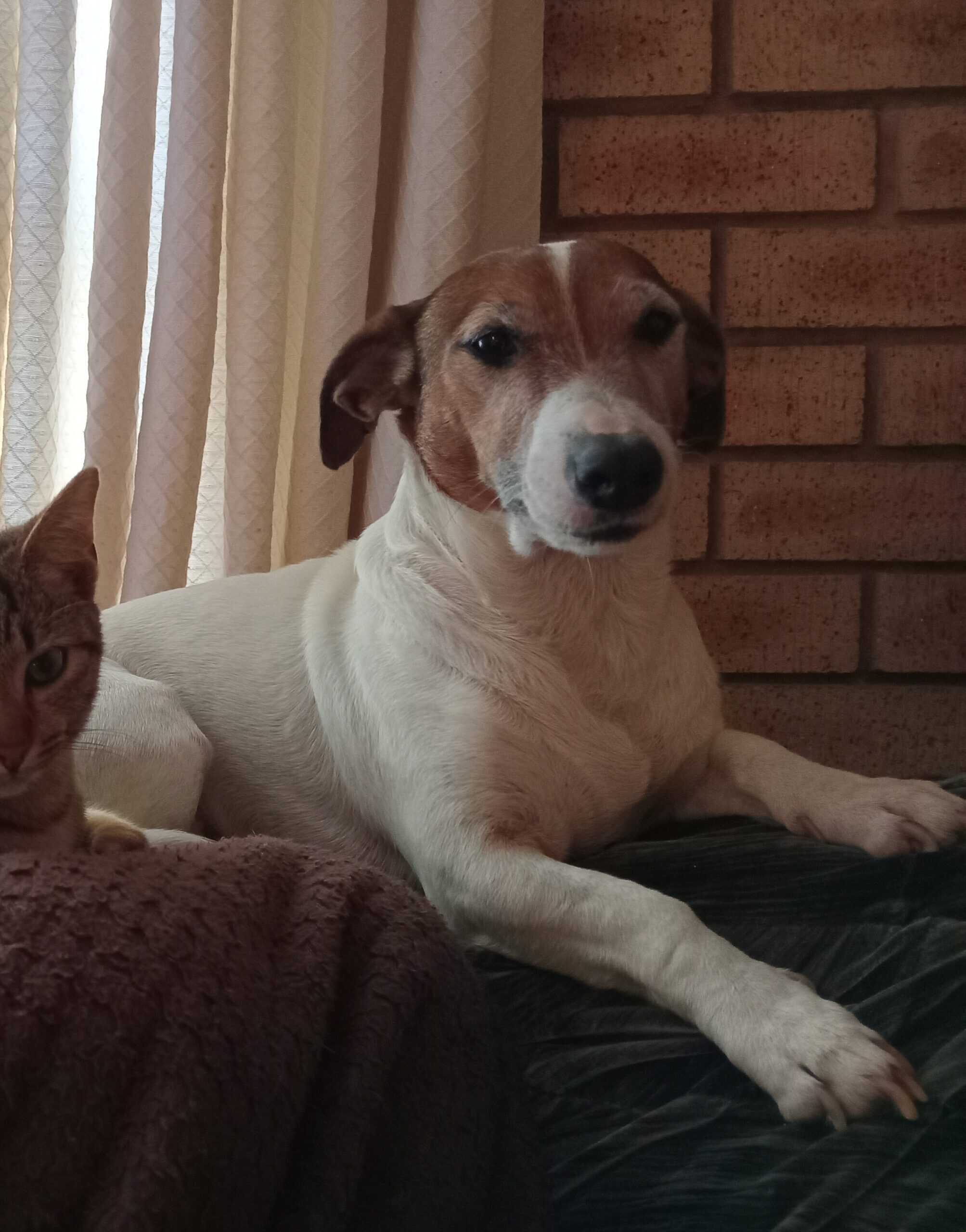 A female Jack Russell.