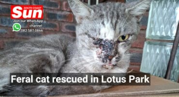 A picture of a cat with an infection around its right eye.