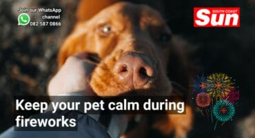 An image of a big brown dog looking anxious.