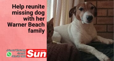 A female Jack Russell.