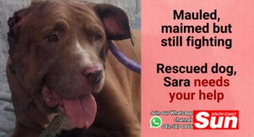 A dog in need of surgery.