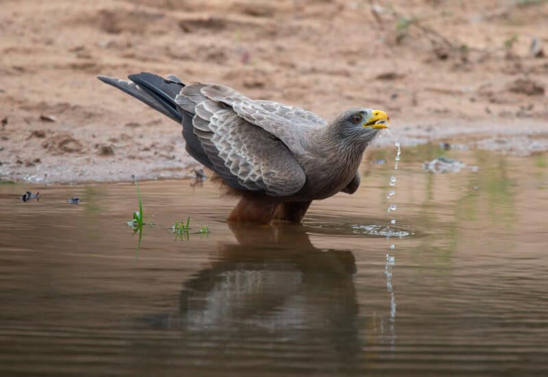 A yellow billed kite drinking water. 