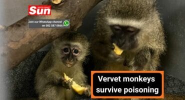 A female monkeys and her infant.