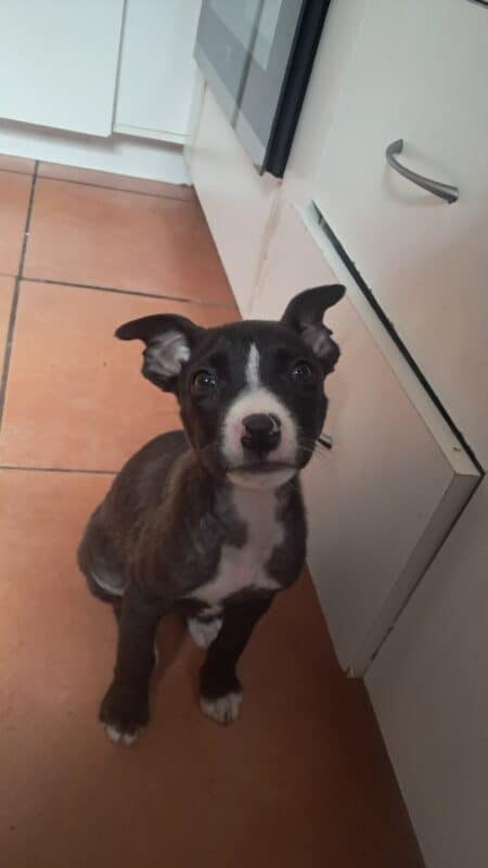 a photograph of a dog