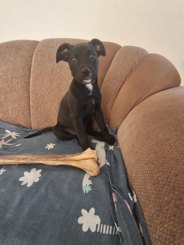 a photograph of a dog