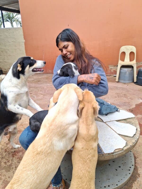 a woman is playing with multiple adult dogs.