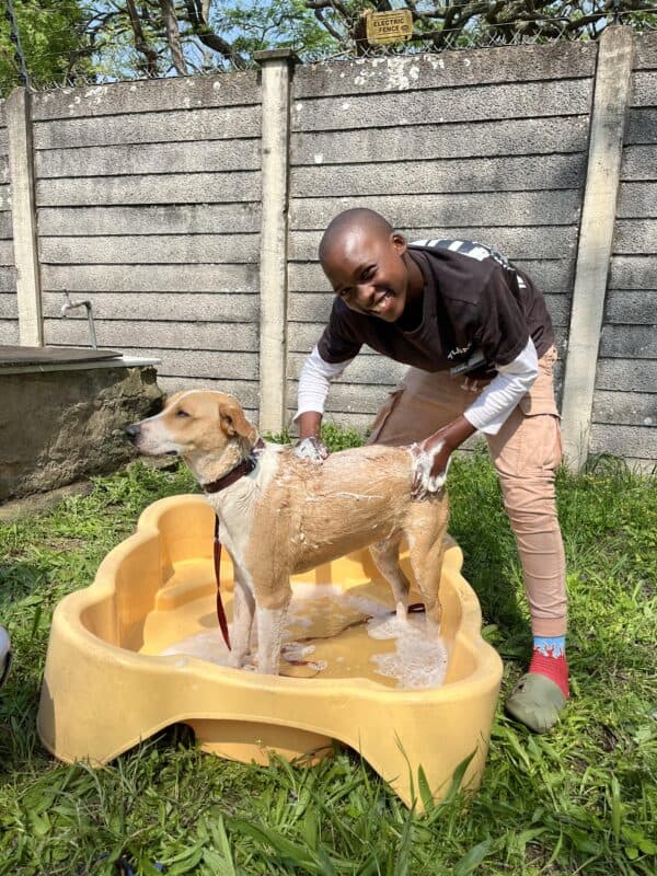 A child bathing a dog