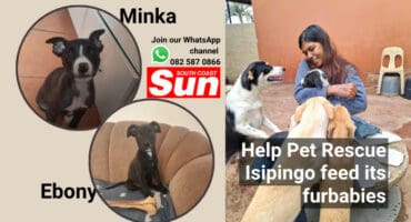 Two dogs inset on the left. On the right, a woman is playing with multiple adult dogs.