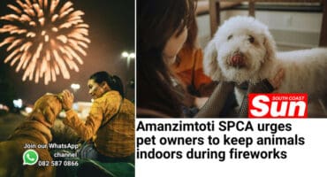 Two photos of dogs and their owners petting them.