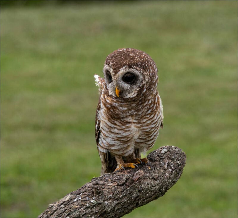 An owl