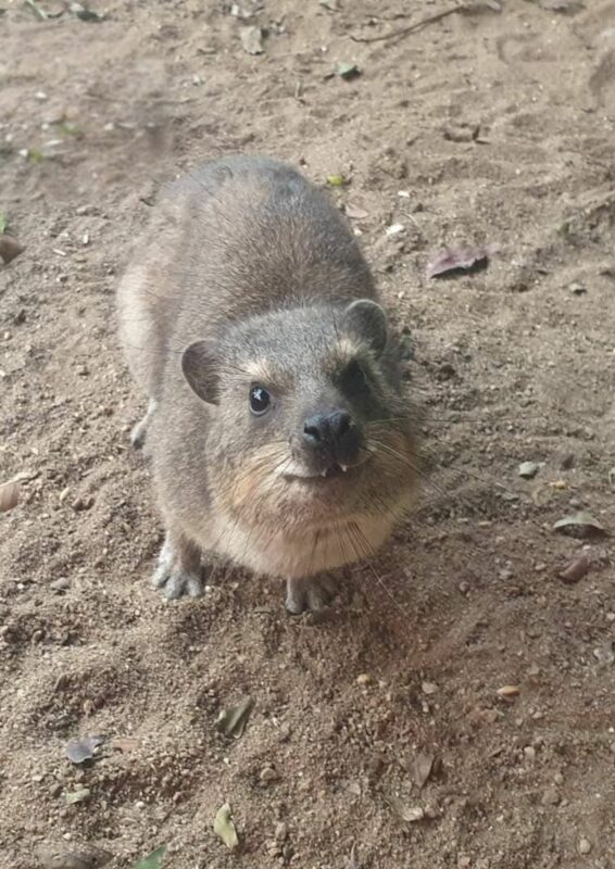 A dassie or rock hyrax