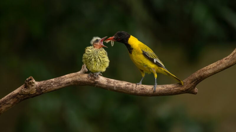 two birds feeding