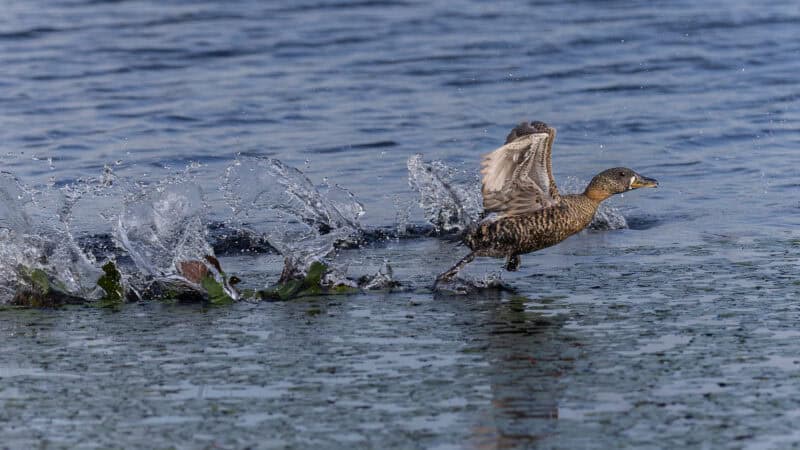 a duck taking off from water