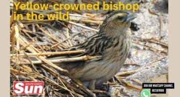 A female yellow-crowned bishop